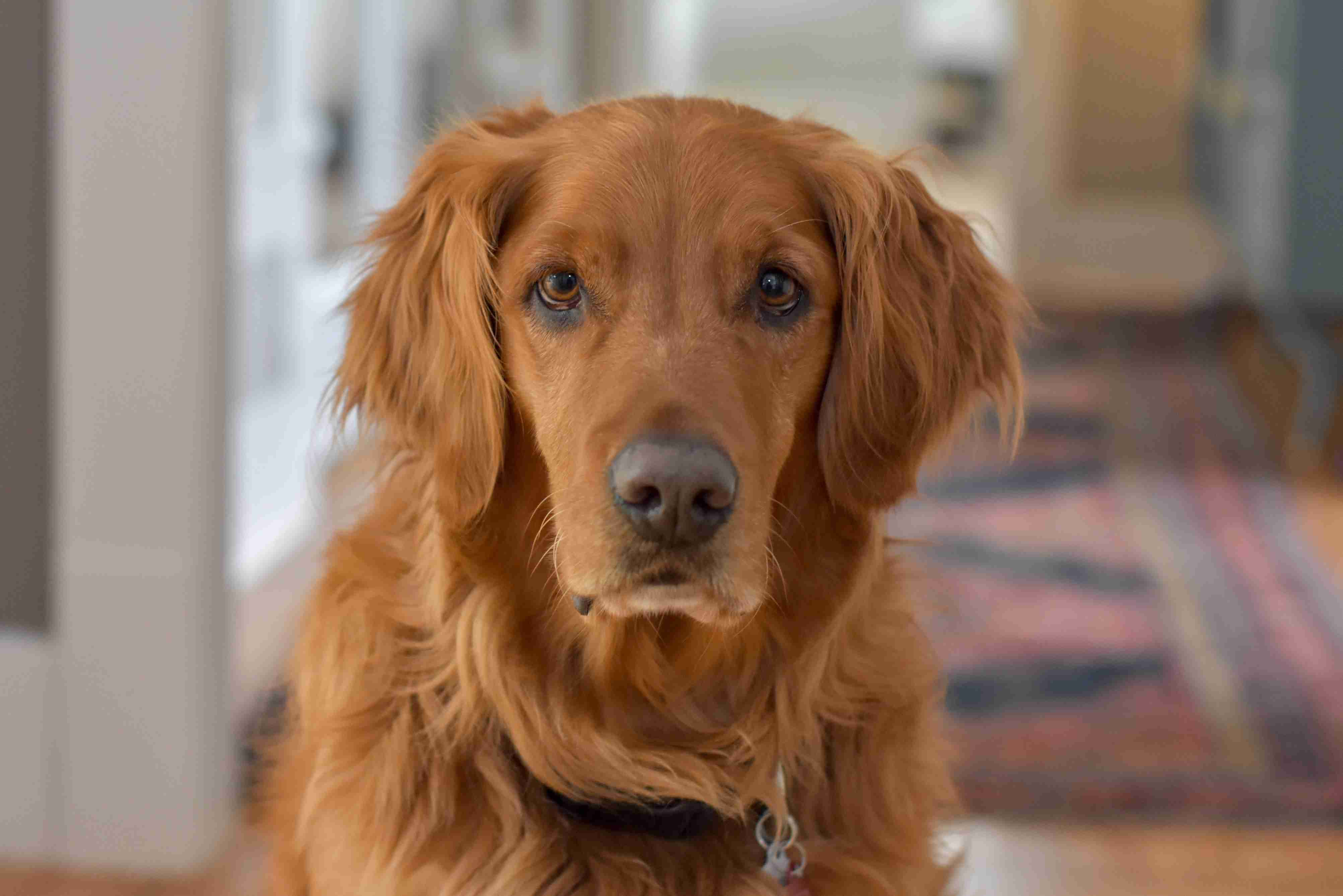 What are some common allergies that Golden Retrievers may have?